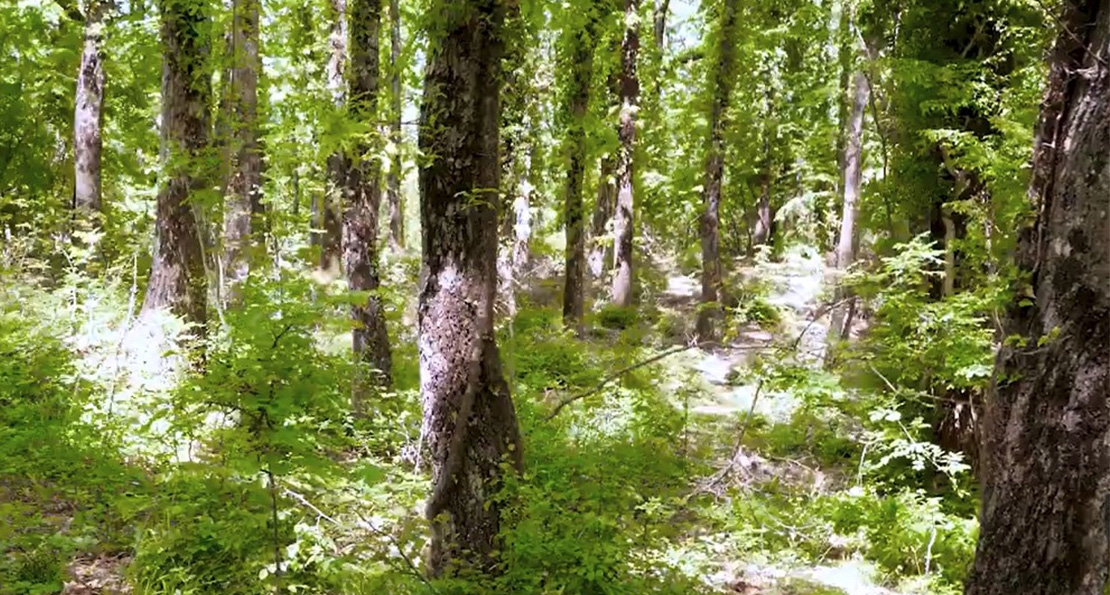 Strategia europea per le foreste: come migliorare la gestione forestale per i servizi ecosistemici e la biodiversità